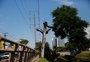 Ambientalistas criticam podas de árvores perto de rede elétrica de Porto Alegre; empresas apontam risco ao fornecimento de energia