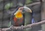 Zoológico da UCS, em Caxias, ará por reformas antes de reabrir ao público