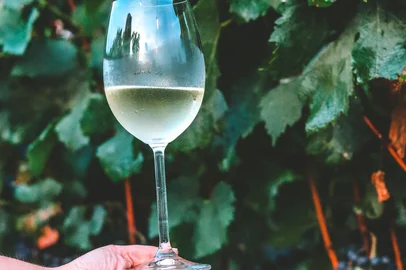 vindima, vale dos vinhedos, bento gonçalves, garibaldi, vinicola, vinho, espumante, destemperarados<!-- NICAID(15343321) -->