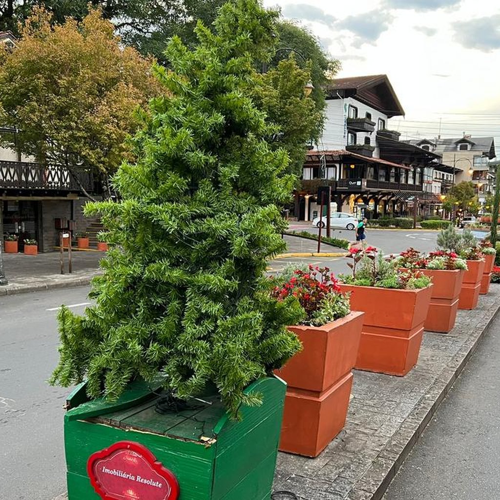 Árvore do Natal Luz de Gramado vira abrigo para ninho de pássaros e será  mantida até desocupação | Pioneiro