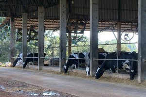 Reprodução RBS TV / Divulgação