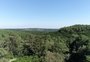 Floresta Nacional de Passo Fundo tem xaxim da época da Independência e araucária de 500 anos