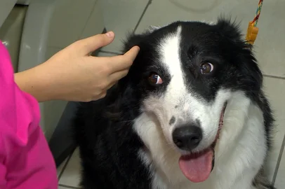 Pesquisa avalia como cães podem reduzir ansiedade infantil em consultórios odontológicos<!-- NICAID(16021013) -->
