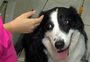 Pesquisa avalia como cães podem reduzir a ansiedade de crianças em consultas ao dentista