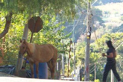 Cavalos criados na área urbana viram motivo de preocupação em Passo Fundo<!-- NICAID(16021194) -->