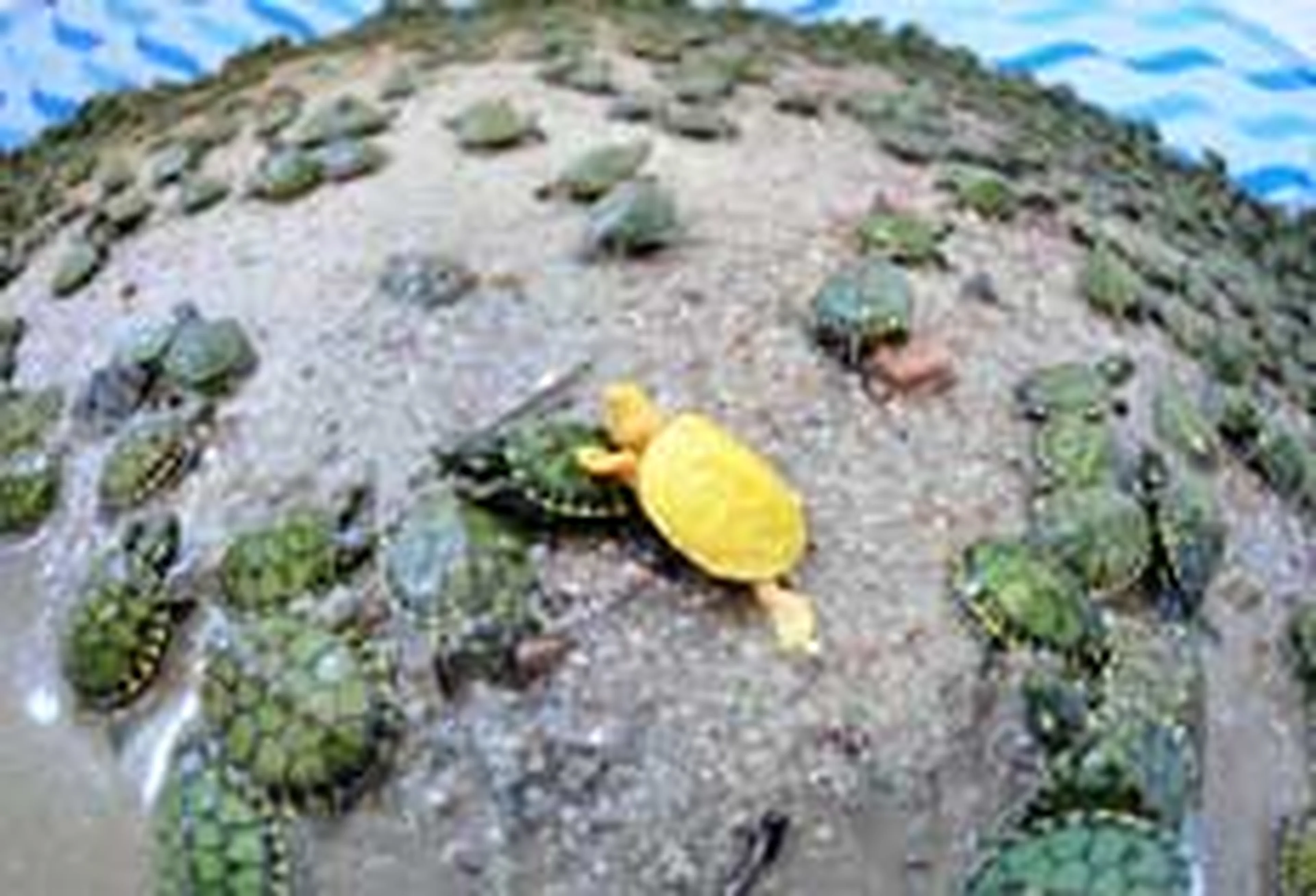 Vinícius Costa/null