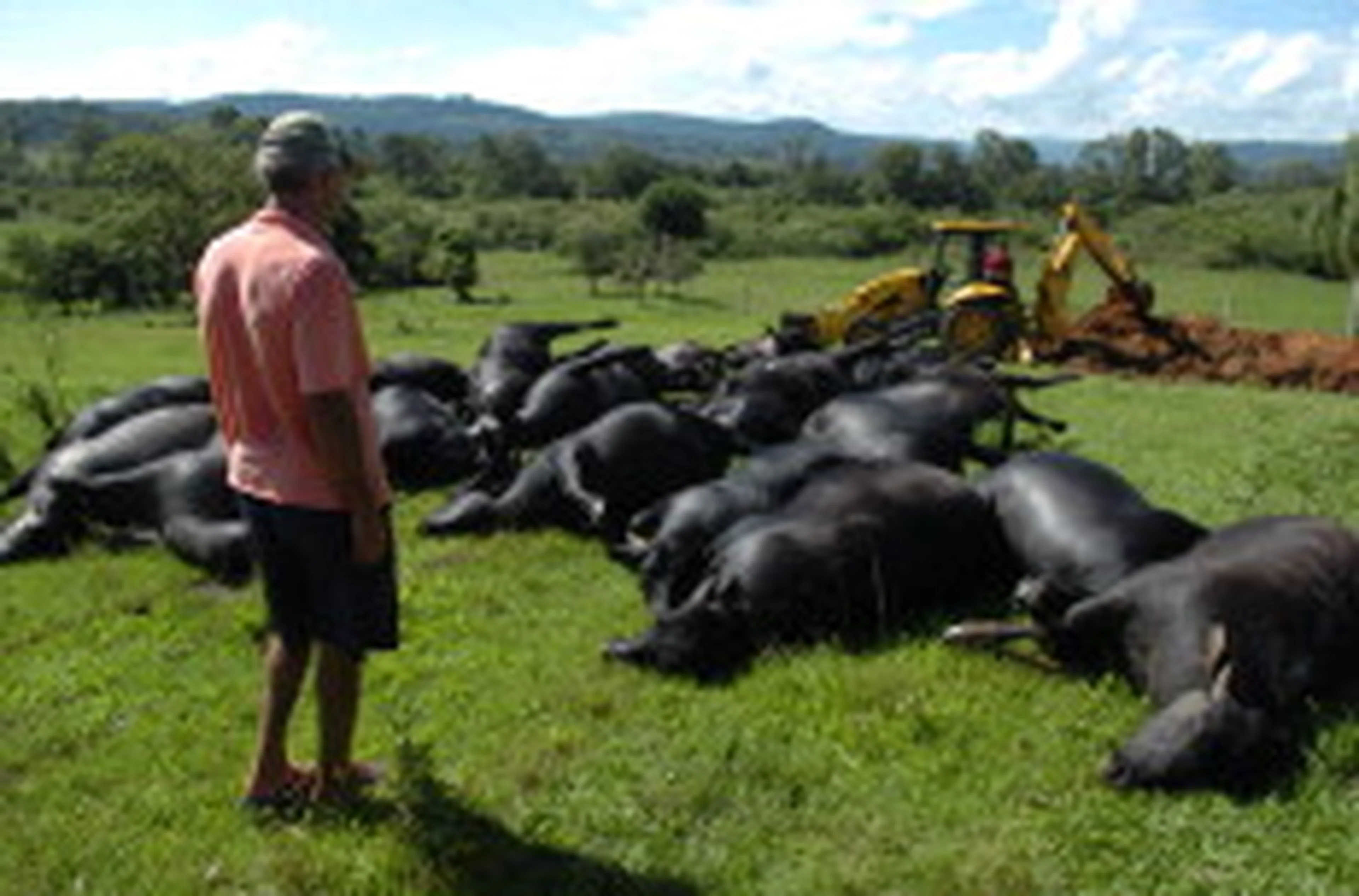 Ronaldo Bernardi/null