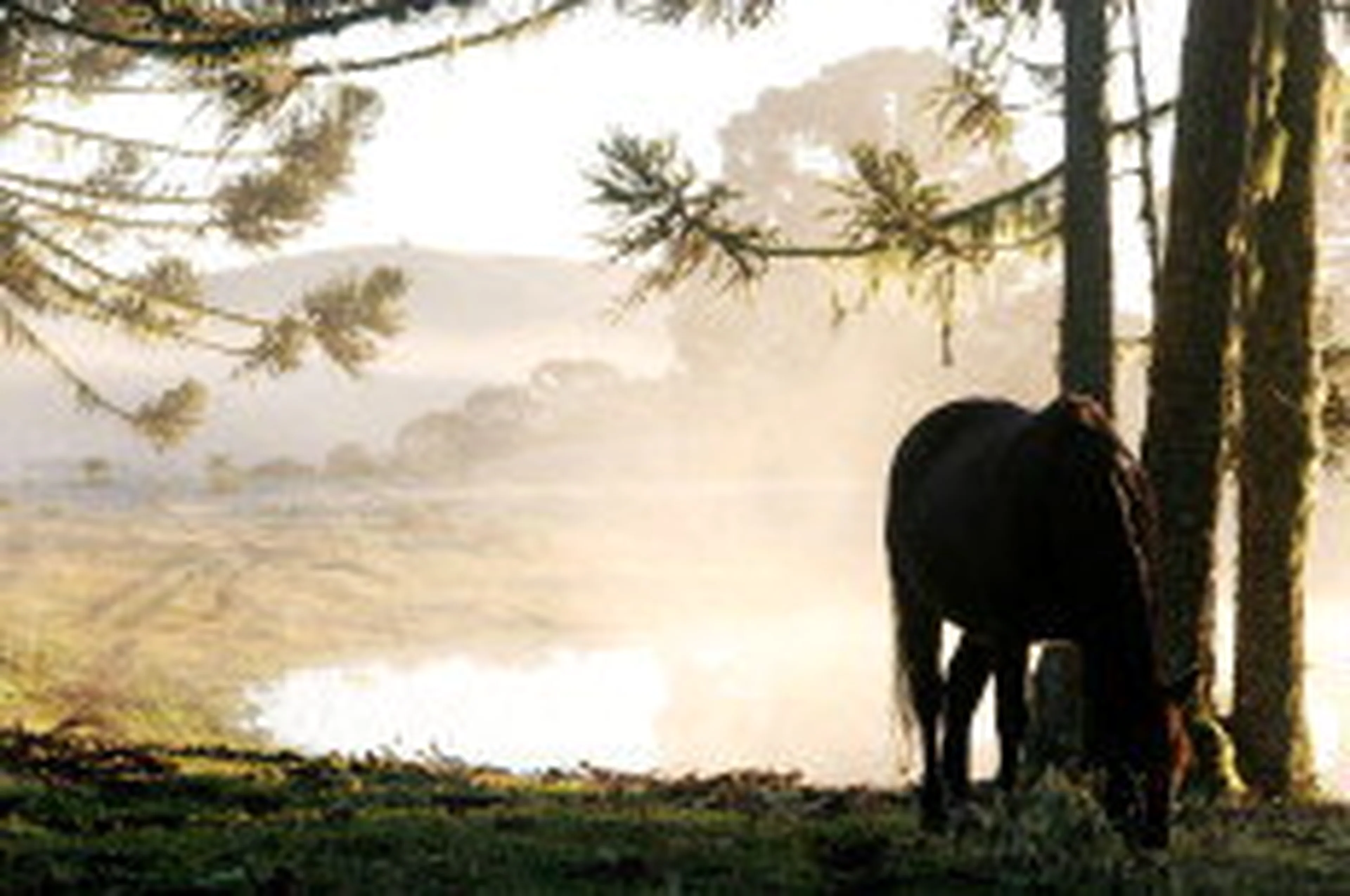 Liane Castilhos/null