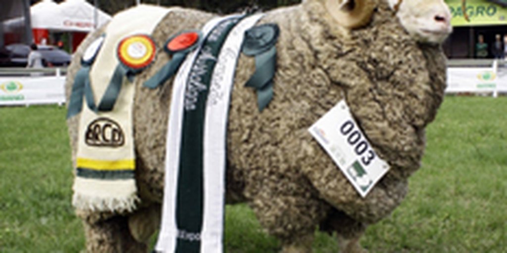Cabanha Santa Angela Leva Primeiros Premios Do Merino Australiano Gzh